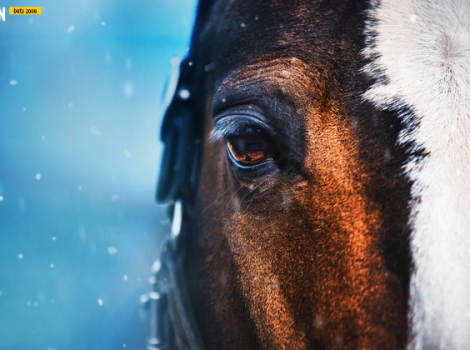 скачки, лошадь, конь