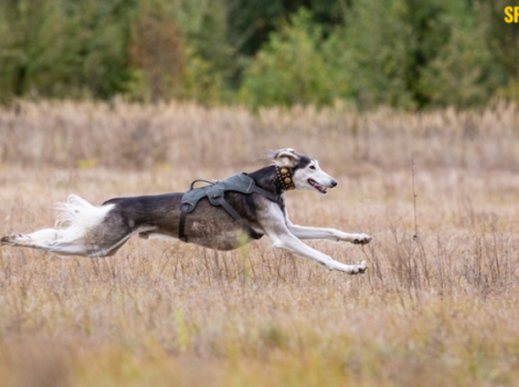 собачьи бега