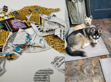 собаки лотерея