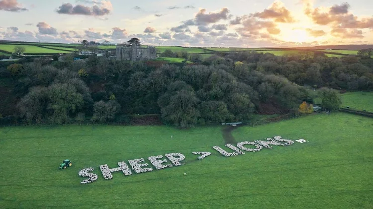 БК Paddy Power привлекла 1200 овец для поддержки сборной Уэльса