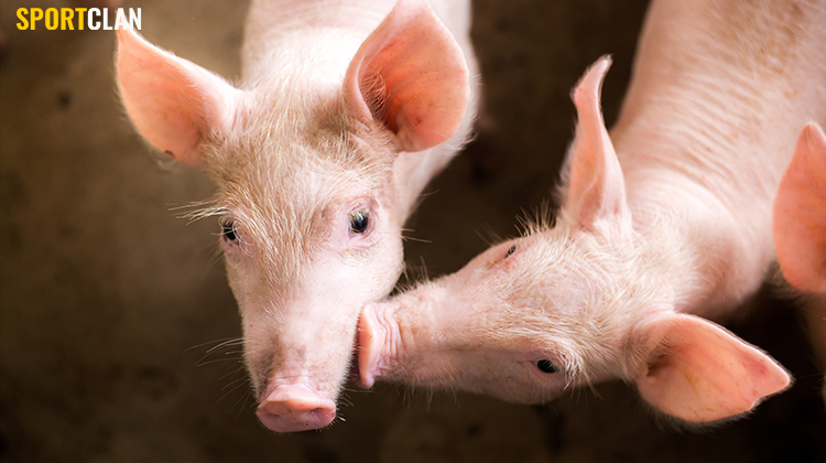 Казино помогли восстановить поголовье свиней фермерам Лас-Вегаса