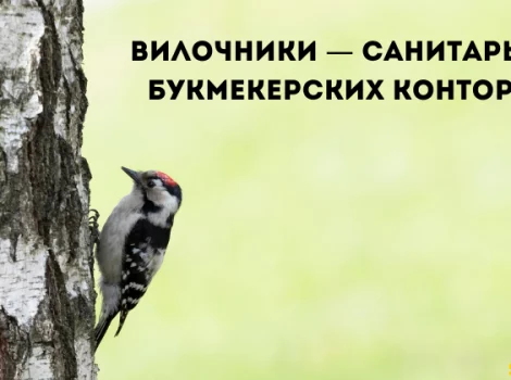 вилки в букмекерской конторе