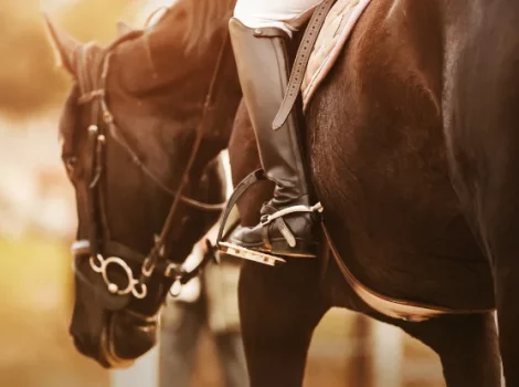 лошадь жоккей