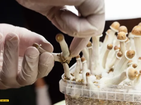 галлюциногенные грибы