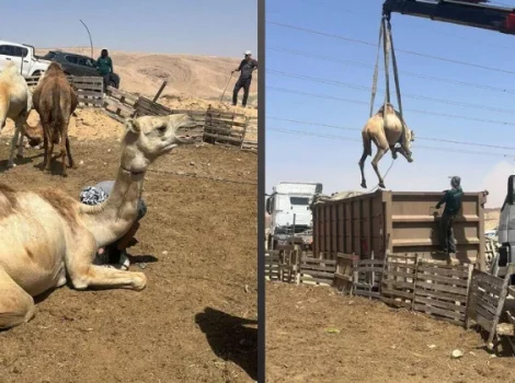 верблюжьи бега