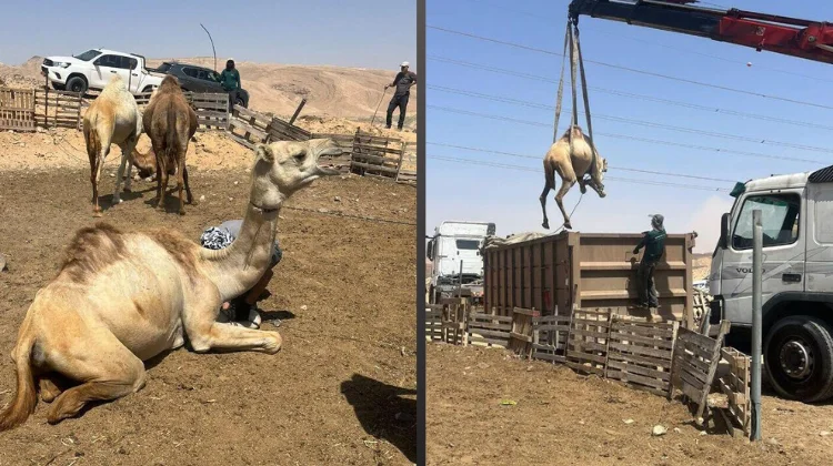 Полиция Израиля арестовала группу бедуинов за организацию незаконных верблюжьих бегов