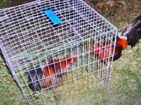 петушиные бои - Техас